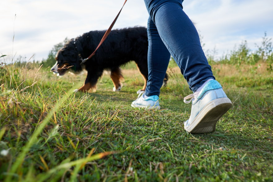 Aby nauczyć psa załatwiania się poza domem należy często i regularnie wyprowadzać go na spacer - Alex/stock.adobe.com