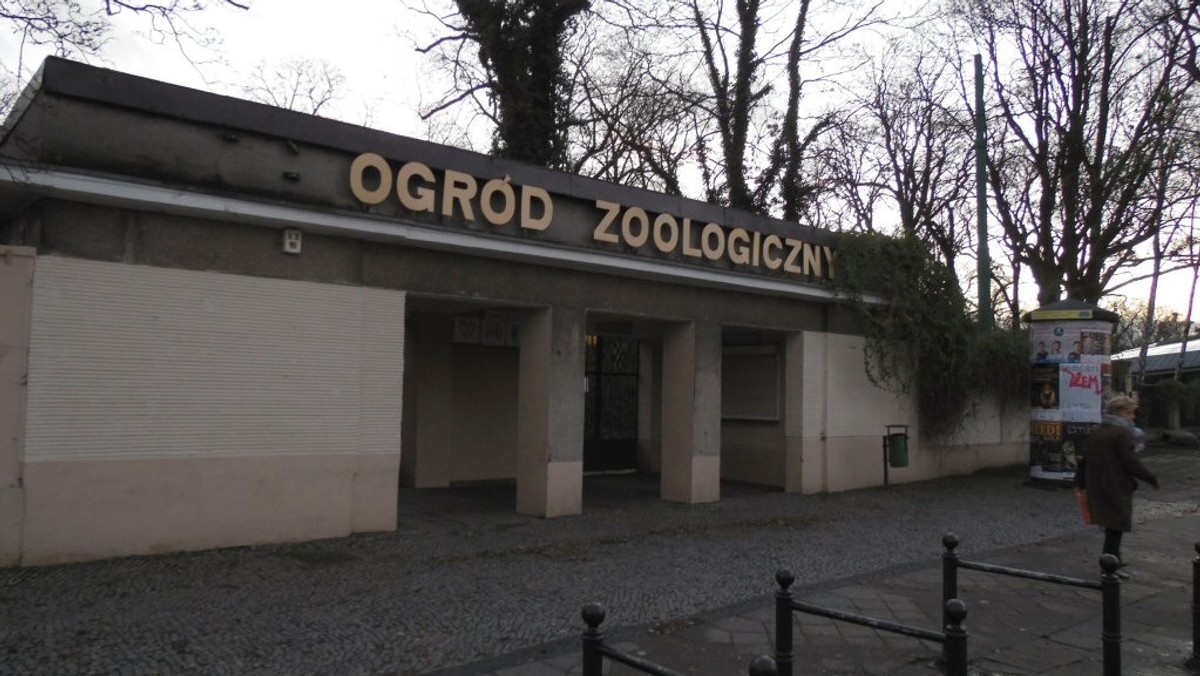 Nowym dyrektorem ogrodu zoologicznego w Poznaniu została Ewa Zgrabczyńska. O nowej szefowej zoo ostatnio było głośno w związku z konfliktem z mieszkańcami kamienicy przy ul. Polnej na Jeżycach. Według sąsiadów, Ewa Zgrabczyńska trzymała w mieszkaniu kilkanaście kotów rasowych i prowadziła nielegalną hodowlę.