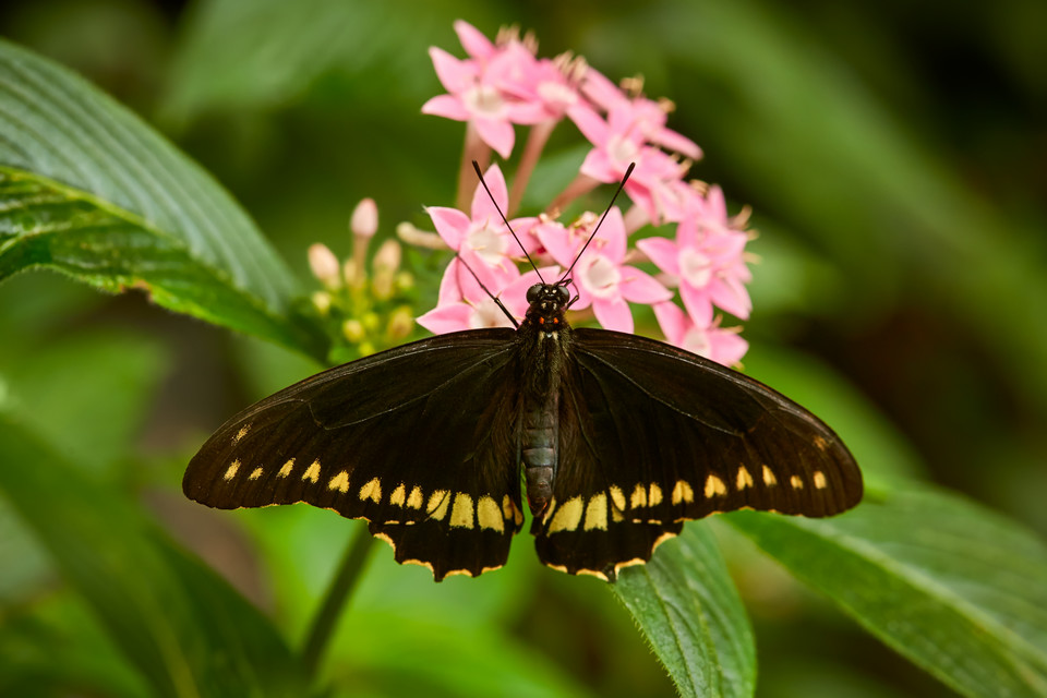 Battus polydamas