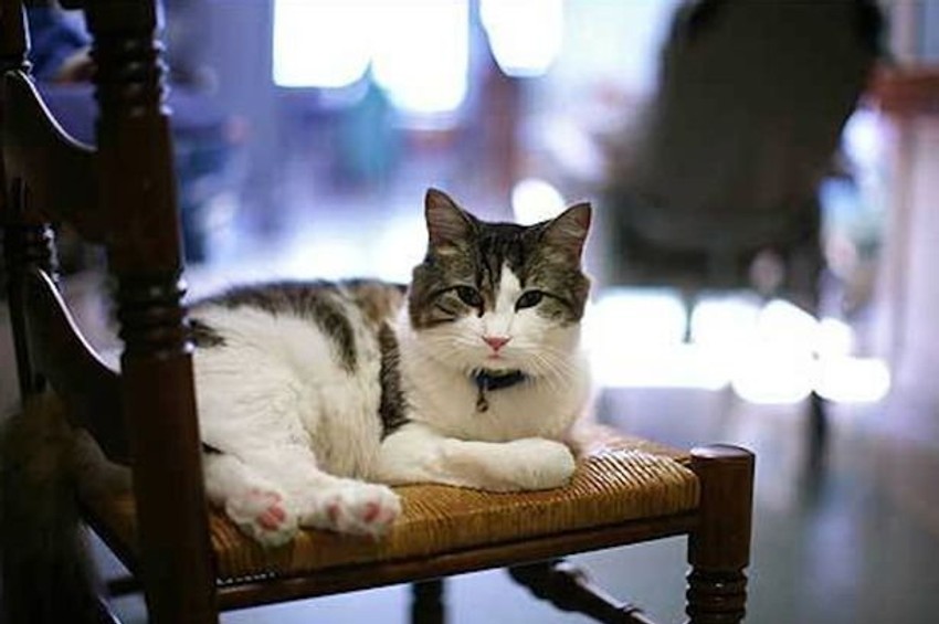 Mačak Oskar predoseća smrt