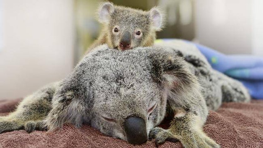 Mały koala przytula się do operowanej mamy