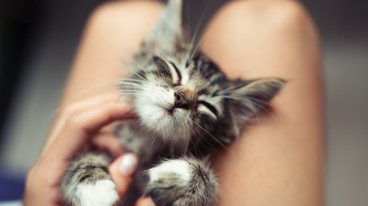 macska stressz csökkent dorombolás kutatás