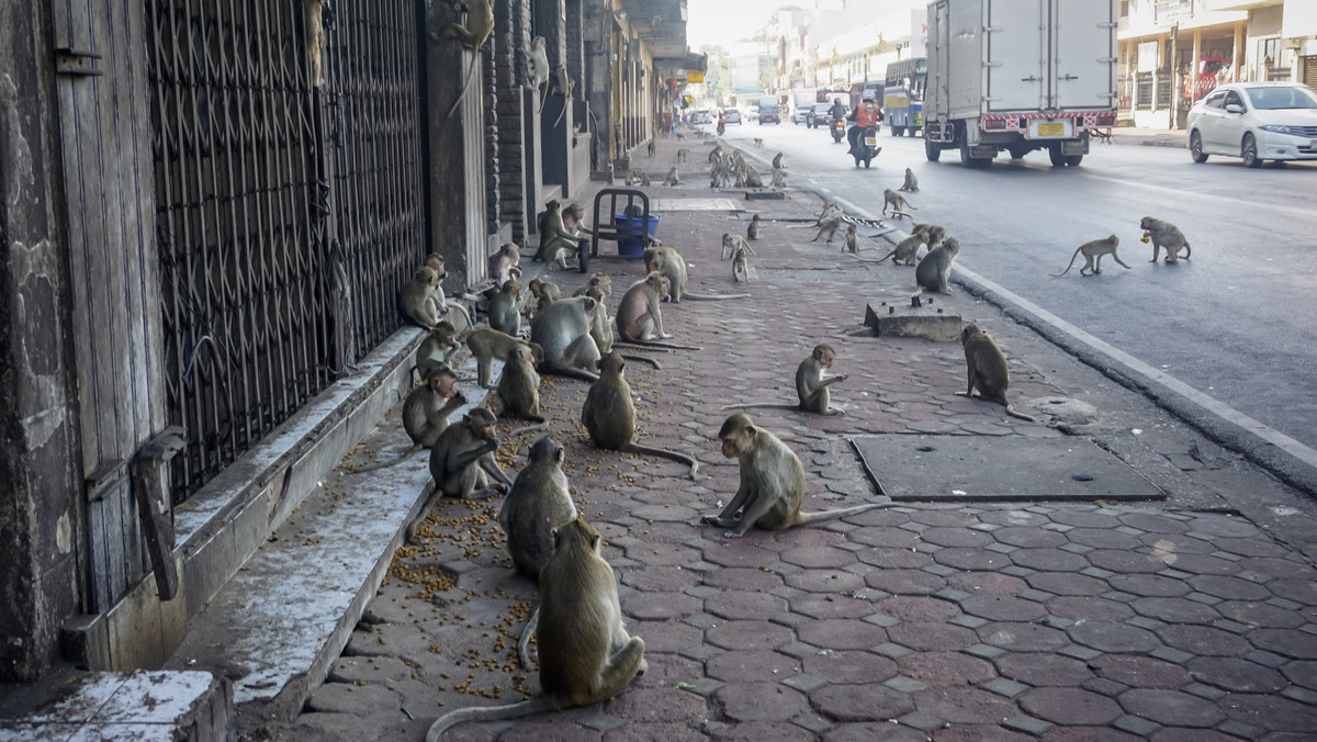 Tysiące małp na ulicach miasta. Firmy uciekają w inne miejsca
