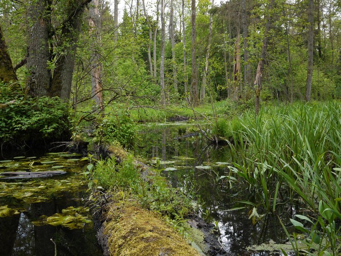 Białowieski Park Narodowy, został wpisany na światową listę dziedzictwa naturalnego w 1992 roku, jako przykład najlepiej zachowanej puszczy w naszej części Europy. Fot.flickr/Frank.Vassen