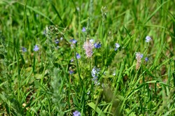 Działa lepiej niż siemię lniane. Oczyszcza jelita i sprawia, że brzuch jest płaski