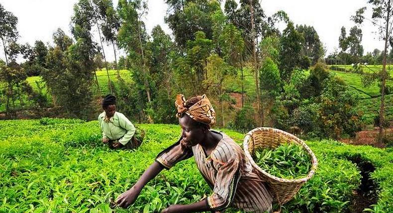 Go into farming; it’s very lucrative – MP urges Ghanaians