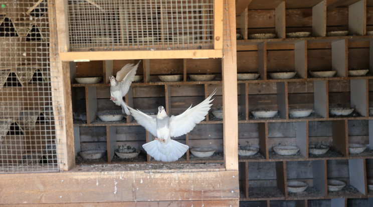 Szomorú látvány: néhány napja még turbékoló galambok százai éltek itt, a pusztítás után csak néhány szárnyas maradt életben /Zsolnai Péter