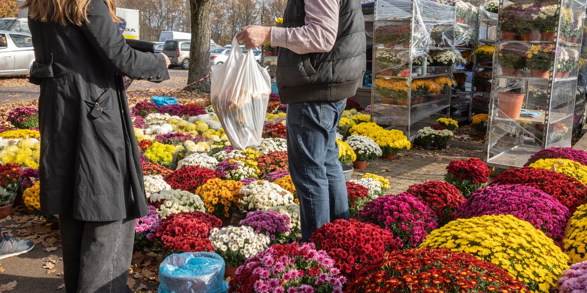 Chryzantemy są wyraźnie droższe niż przed rokiem.