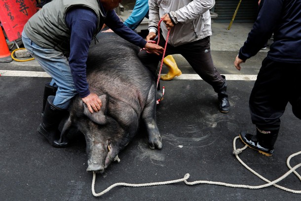 The Wider Image: Taiwan's holy pig festival