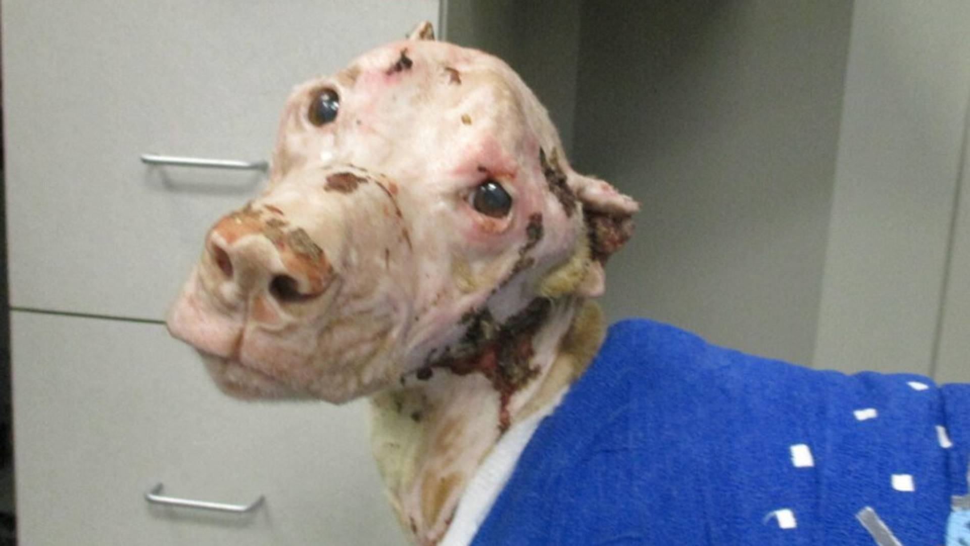 Bis zur Unkenntlichkeit misshandelt Gequälter Hund schockt