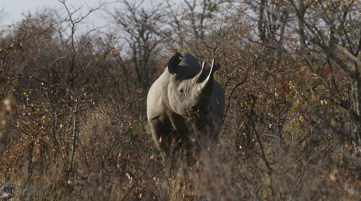 Fekete rinocérosz / Illusztráció:Northfoto