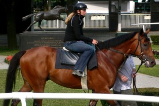 MSP prywatyzuje stadninę koni "Ochaby"