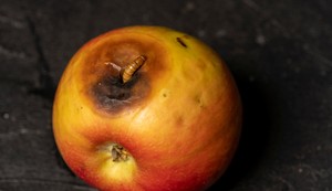 Glavnu opasnost ne predstavljaju same larve, već patogeni