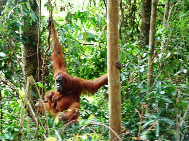 Galeria Indonezja - Orangutany z Sumatry, obrazek 15