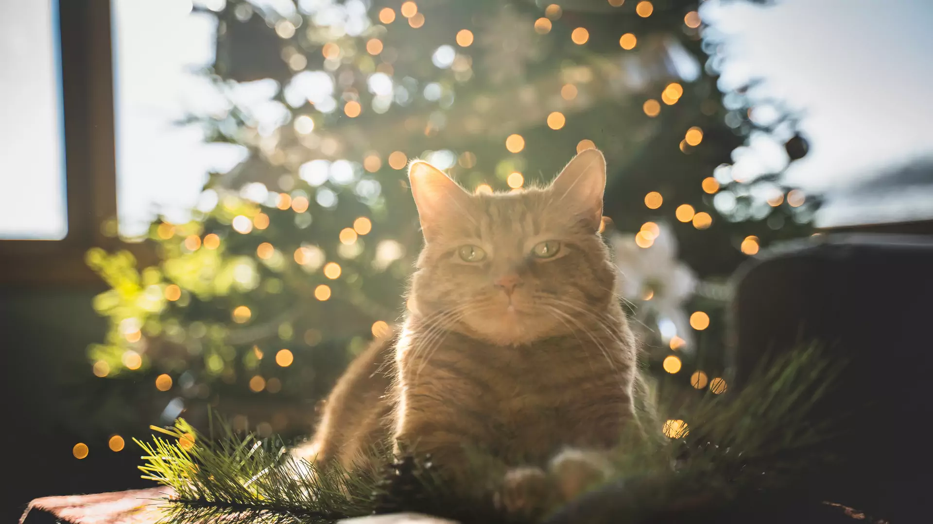 Uważaj na te świąteczne dekoracje, jeśli masz kota. Bywają równie piękne, co niebezpieczne