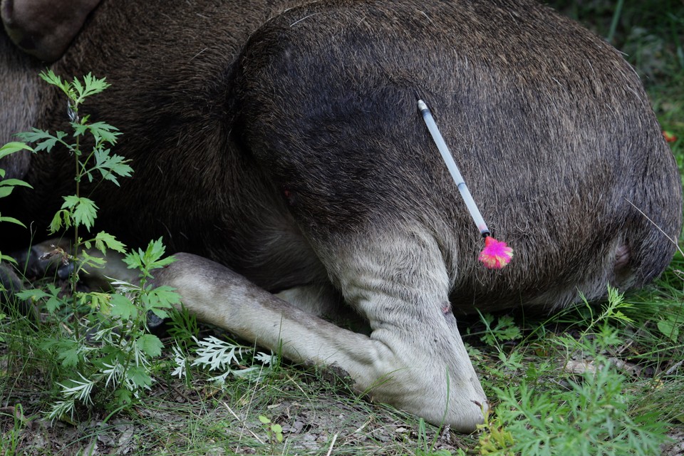 WARSZAWA URSUS ŁOŚ W MIEŚCIE