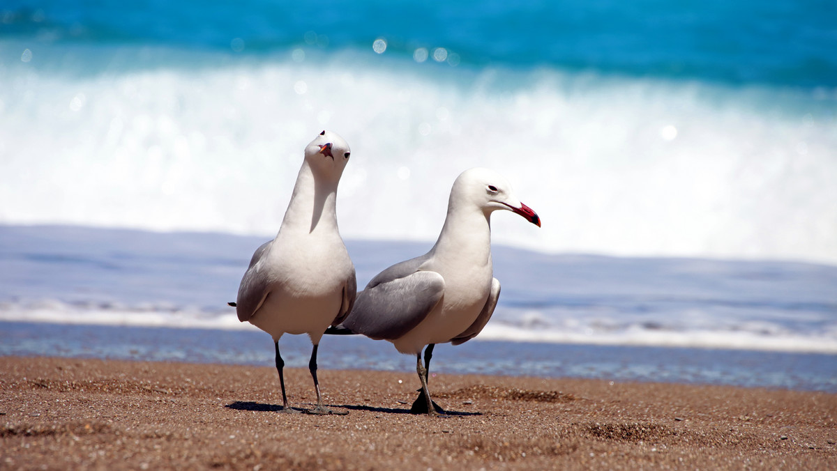 Zmiany klimatu. Związki albatrosów rozpadają się coraz częściej