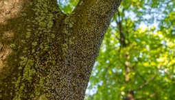 Skupieniec lipowy atakuje polskie ogrody. Czy owad jest groźny?