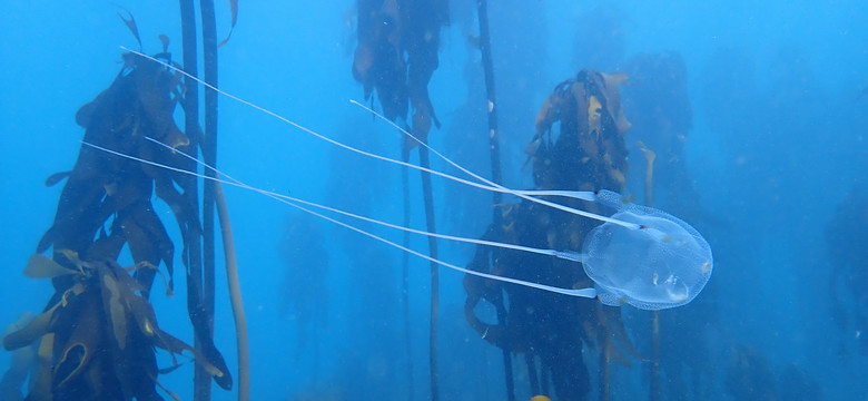 "Pudełkowa" meduza u wybrzeży Hiszpanii