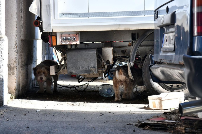 Psi vezani za stare automobile, da ih "pauk" ne bi odneno