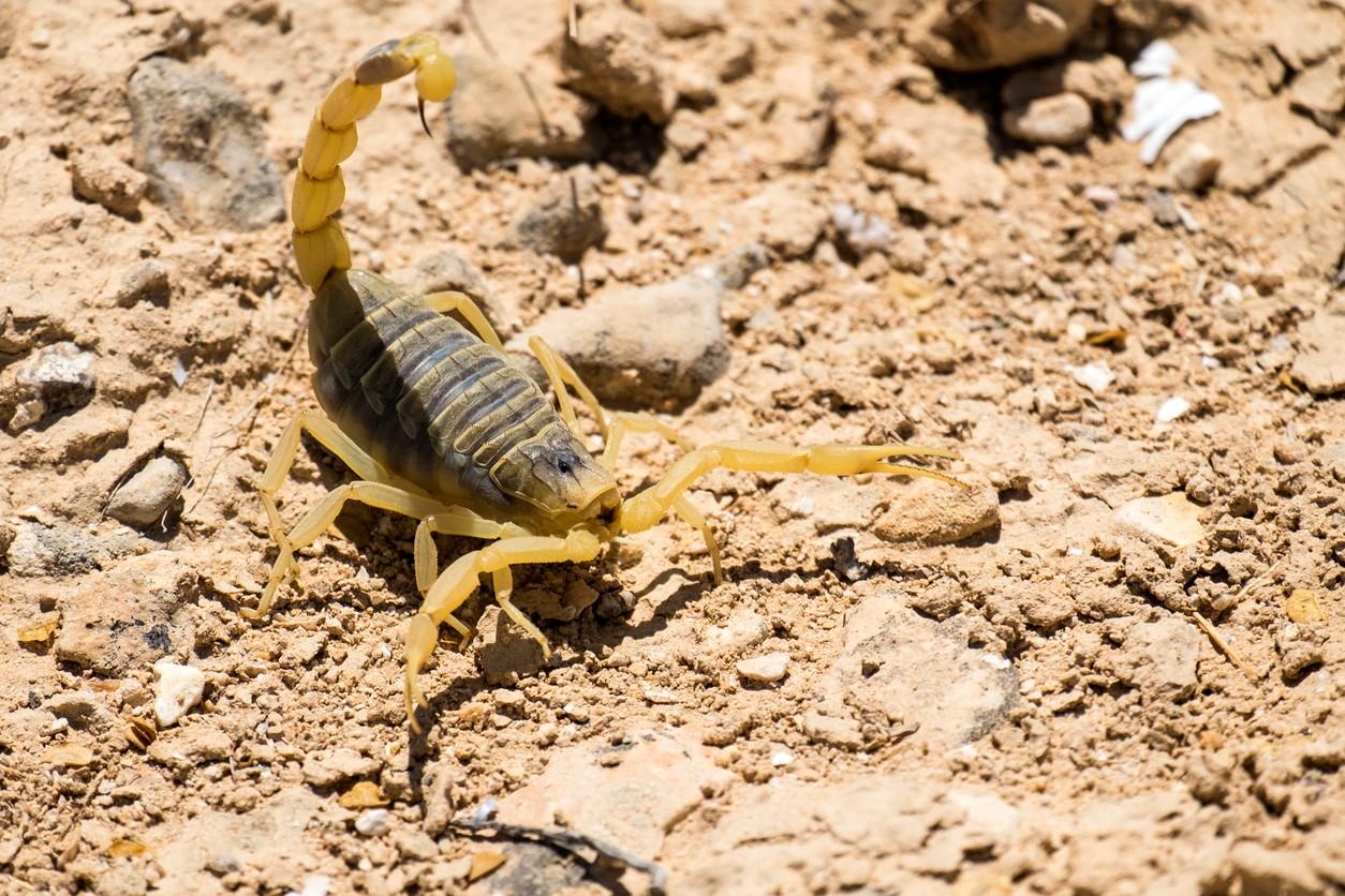 Palestínsky žltý škorpión (lat. Leiurus quinquestriatus), známy aj ako smrteľný škorpión, je jeden z najnebezpečnejších a najjedovatejších na svete.
