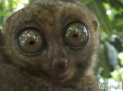 Strach lemura ma wielkie oczy