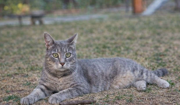 Mačka - ilustracija