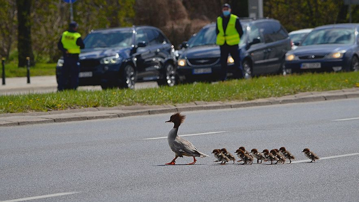 Warszawa. Zatrzymali ruch na Wisłostradzie, żeby przejść mogły... pisklęta