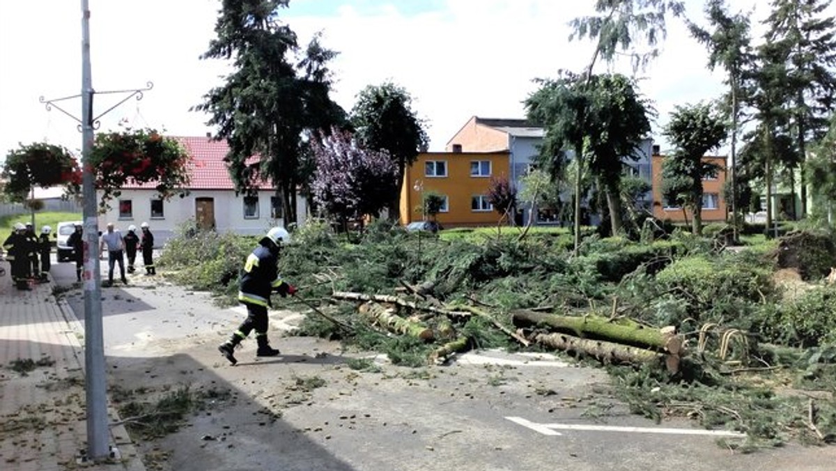 Jaraczewo to gmina w powiecie jarocińskim, która z całej Wielkopolski najbardziej ucierpiała w nawałnicy z 11 sierpnia. I to właśnie tutaj niezbędna okazuje się pomoc wojska w usuwaniu skutków żywiołu. Żołnierze przez najbliższe kilkanaście dni będą usuwali zawalone drzewa oraz zniszczenia w zabytkowym parku im. Powstańców Wielkopolskich.