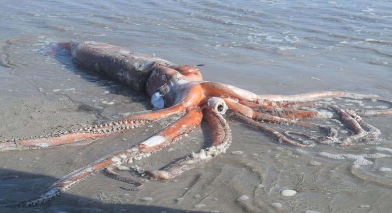 giant squid