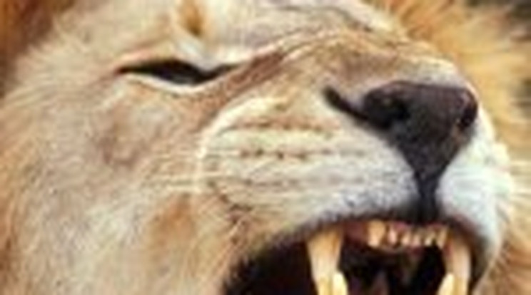 Horror: saját otthonában falt fel egy nőt egy szökött oroszlán
