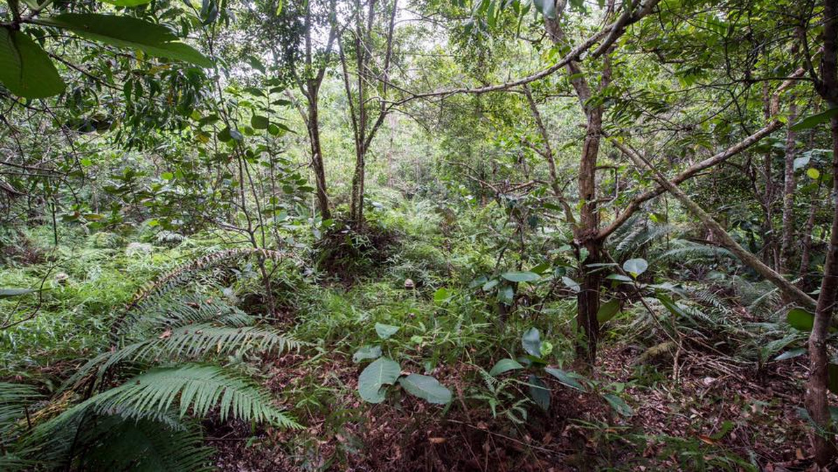 Na Facebooku brytyjskiej armii pojawiły się dwa zdjęcia. Pierwsze z nich pokazuje leśne zarośla dżungli w Brunei. Wśród nich - jeśli w to wierzyć - zakamuflowali się żołnierze The Household Cavalry. Ilu z nich potrafisz dostrzec?