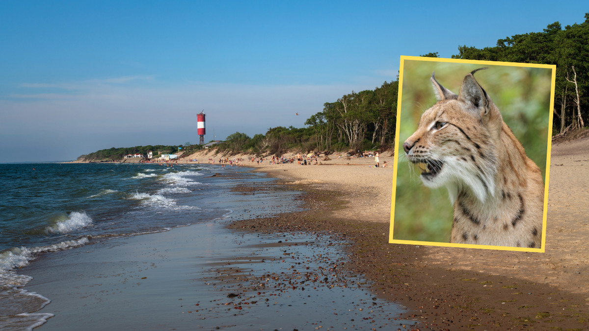 Ryś euroazjatycki - niezwykły gość na polskiej plaży