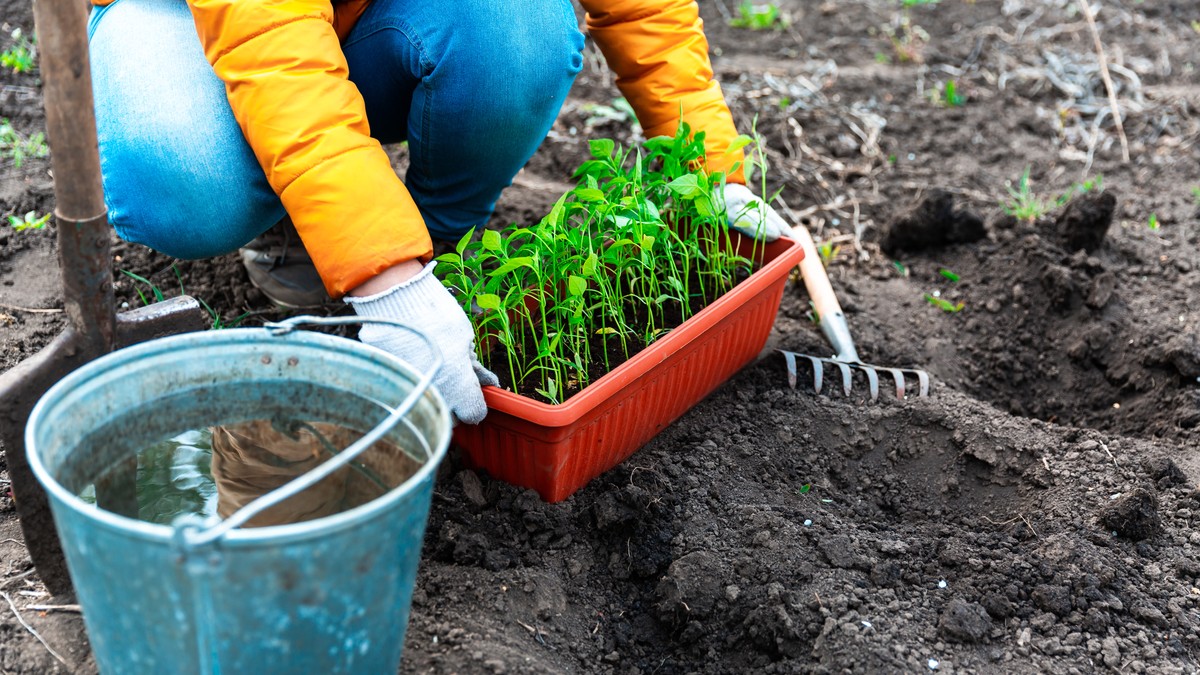 Evo kako da zaštitite biljke bez skupih preparata i sačuvate ih od ovih štetočina koje ih uništavaju brže nego što mislite