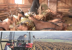 Nenad Jezdić i Branko Janković