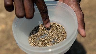 A man selects and prepares hemp seeds for planting during the sowing of the first industrial hemp crop in Zimbabwe at the Harare Central Prison in the capital, on October 11, 2019. (Photo by JEKESAI NJIKIZANA/AFP via Getty Images)