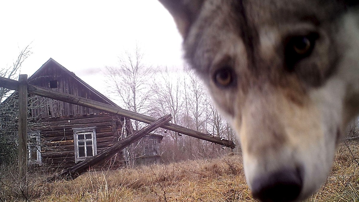 The Wider Image: Chernobyl - wilderness regained