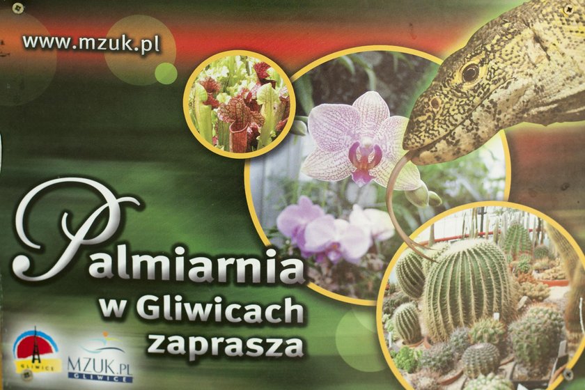 Palmy należą do Palmiarni w Gliwicach