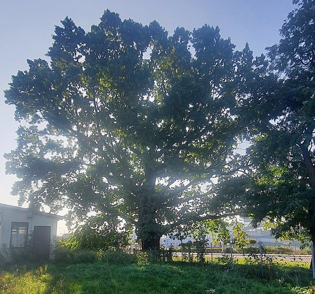 źródło: Fundacja Park Przy Szkole