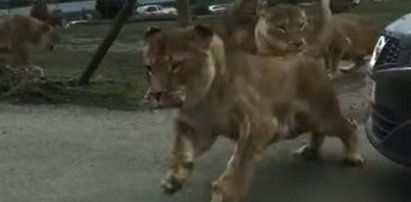 Lwy zaatakowały ludzi w zoo. Szokujące nagranie