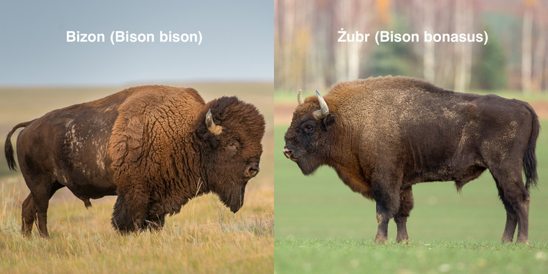 Czym sie różni bizon od żubra?