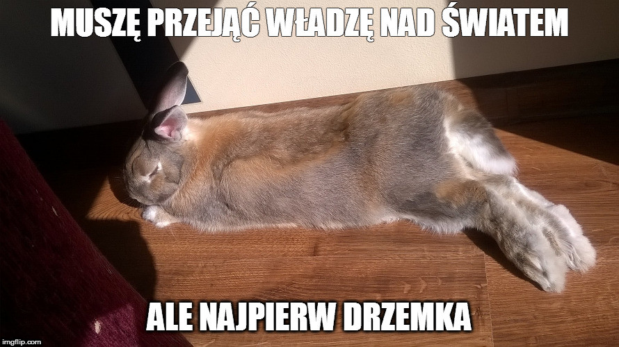 Najlepsze memy o królikach