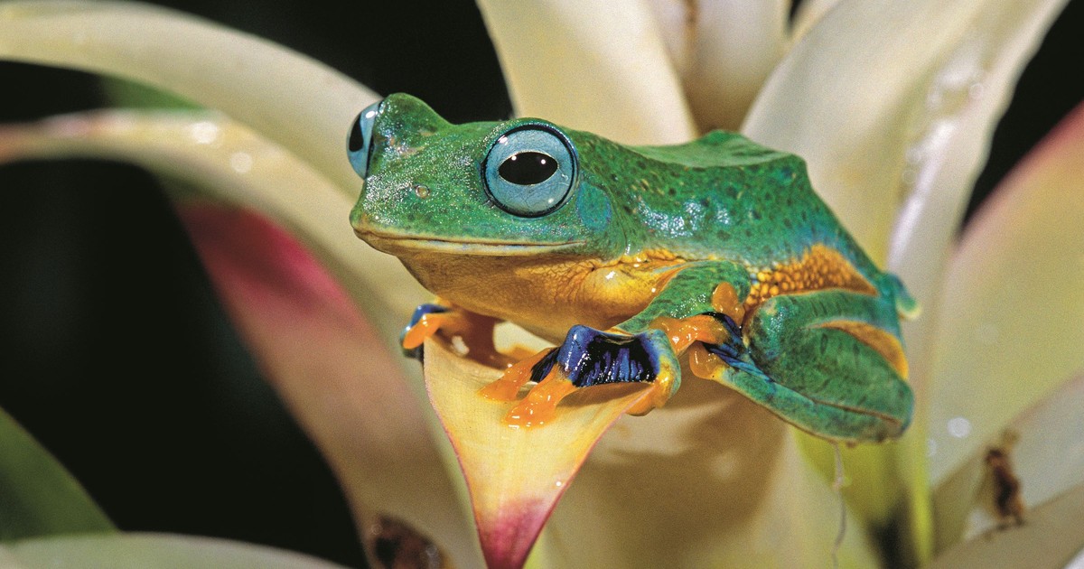 Nazwa tej żaby nie jest przypadkowa. Jednym skokiem potrafi pokonać 20 metrów