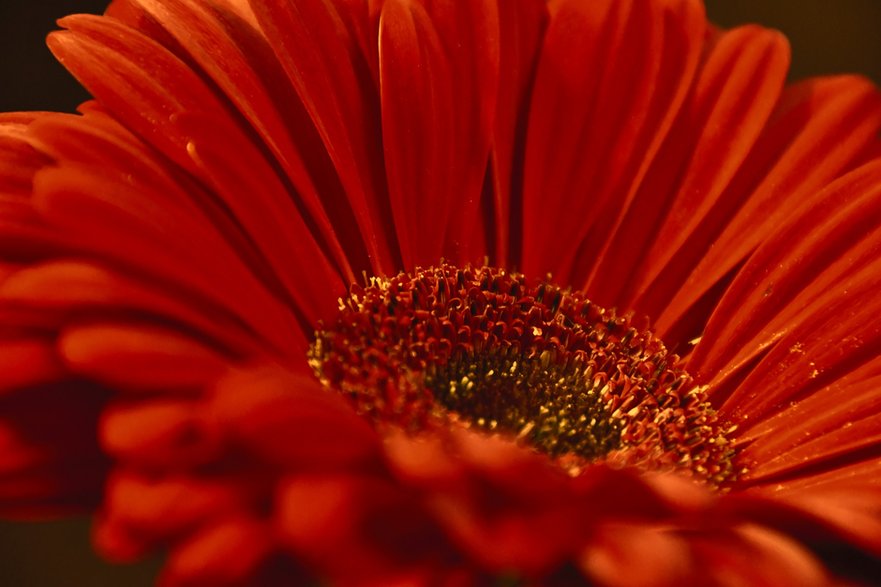 Gerbera