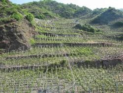 Handel ludźmi i głodowe pensje to największe problemy w europejskich winnicach