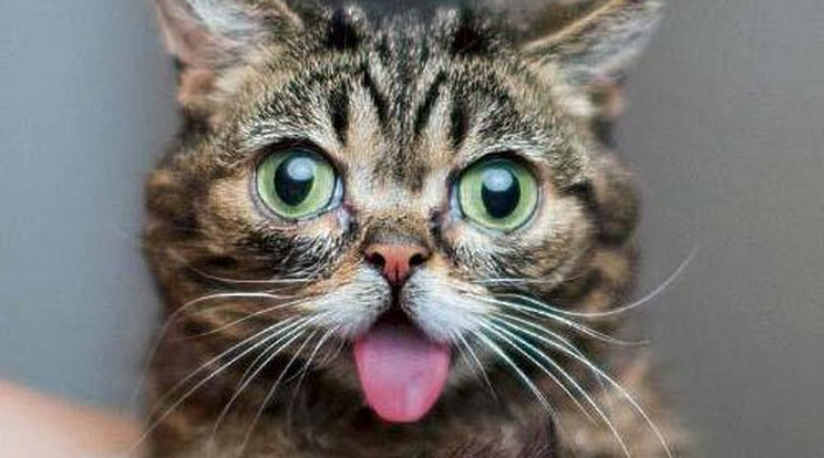 Magyar kutató vizsgálja a világ legcukibb macskáját