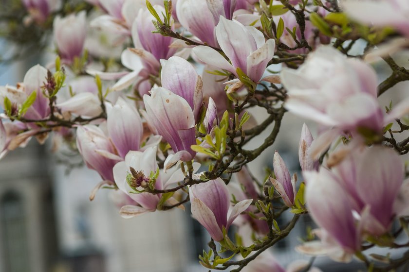 W kórnickim arboretum zakwitły magnolie