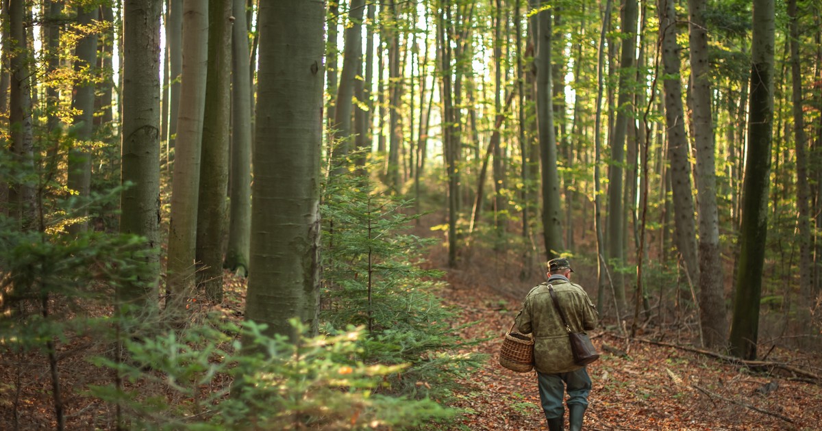 Poszedł na grzyby, a dokonał niesamowitego odkrycia. Tu mogło być cmentarzysko
