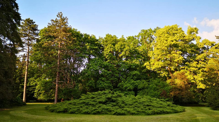 Forrás: Szarvasi Arborétum