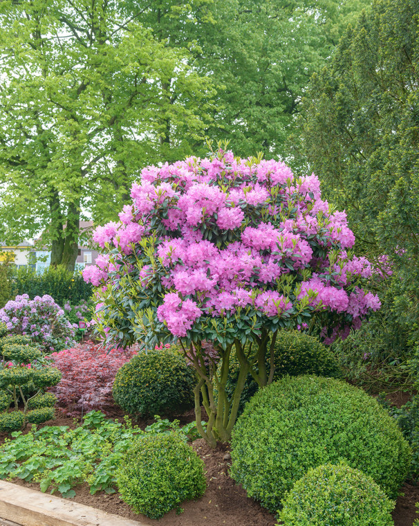 Różanecznik 'Roseum Elegans’